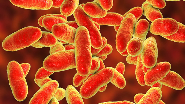 Kenali 10 Bakteri Baik yang Hidup di Dalam Beberapa Bagian Tubuh Manusia